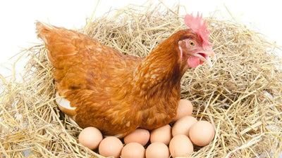 Choosing the Best Laying Hens for Your Homestead