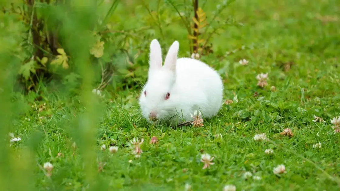 The Right Rabbit Breed for Homesteaders: Pet, Fiber, or Meat?