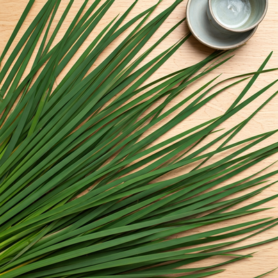 Common Reed from Seed: Water Garden Uses and Containment Strategies