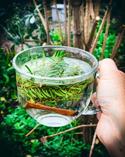 Conifer Needle Tea for Health Benefits