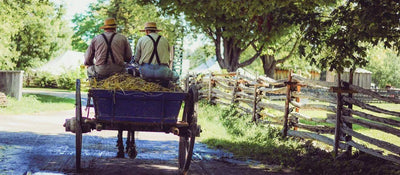 Creating a Bountiful Organic Garden