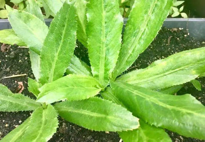 The Culantro: A Versatile Herb