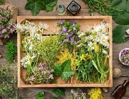 Cultivating Wild Herbs for Natural Healing