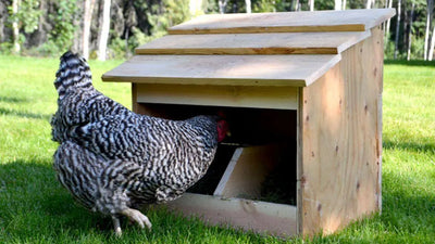 Creating Happy Hens: A Guide to Chicken Nesting Boxes