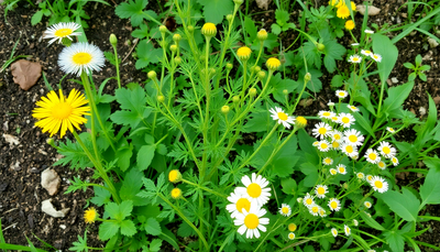 The Quiet Pharmacy in Your Yard: Crafting Healing Teas from Common Weeds for Everyday Wellness