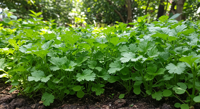 See Your Culantro and Sawtooth Herb Garden Flourish: Results-Driven Tips for Growing the Best Herb Seeds at Home