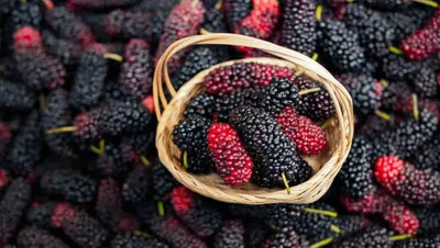 The Delicious and Common Mulberry Fruit