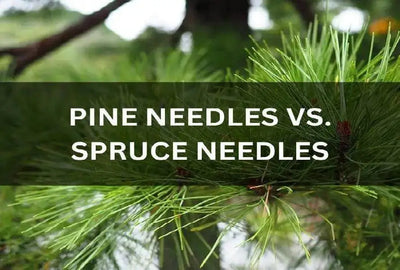 Differentiating Pine Needles from Spruce Leaves