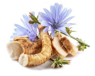 Discover the Benefits of Chicory Root