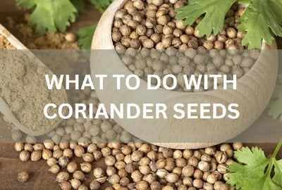 Discover the Benefits of Coriander Seeds