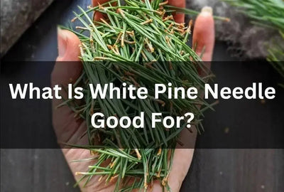 Discover the Benefits of Eastern White Pine Needle Tea