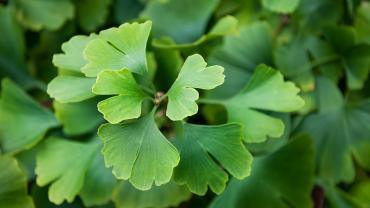 Discover the Benefits of Ginkgo Biloba