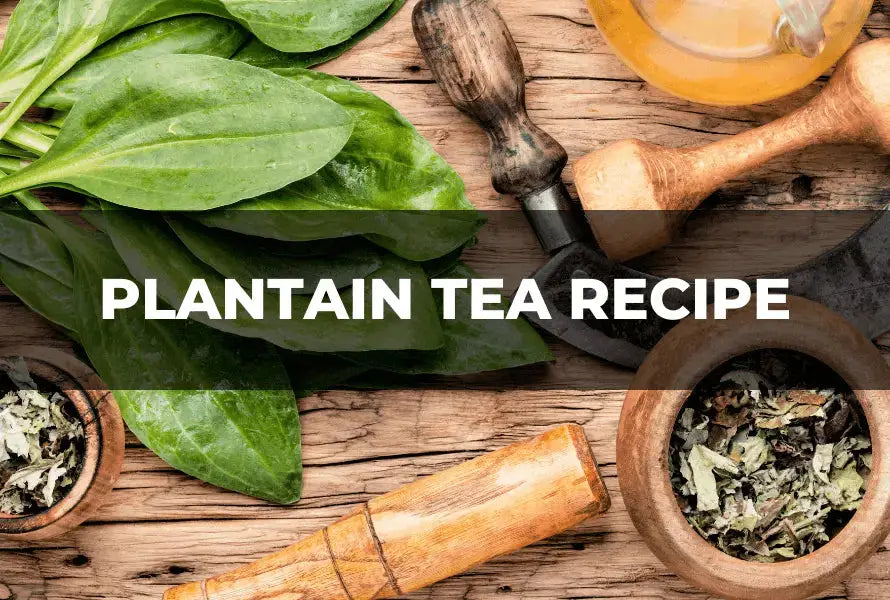 Plantain Tea (Plantago): Gentle Comfort, Clear Safety, and How to Brew ...