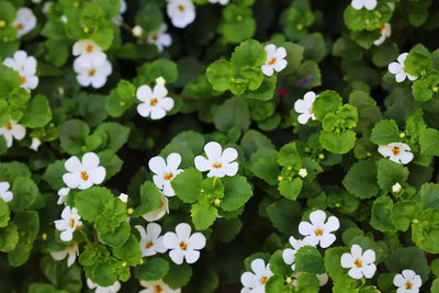 Discover the Calming Benefits of Bacopa Monnieri Tea