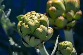 Discover the Calming Effects of Artichoke Tea