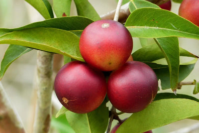 Discover Camu: The Vitamin C Powerhouse