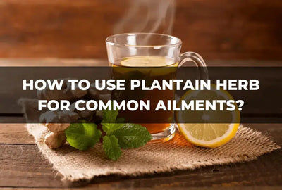 Discover the Healing Power of Plantain Herb