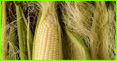 Discover the Health Benefits of Corn Silk