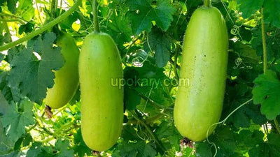 Discover the Health Benefits of Winter Melon