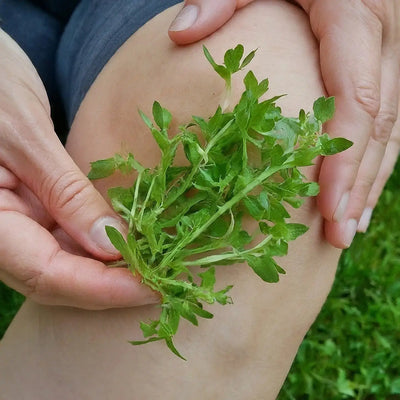 Discover the Potential of Common Chickweed