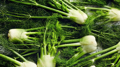 Discover the Surprising Benefits of Fennel