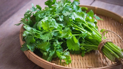 Discover the Versatility of Cilantro