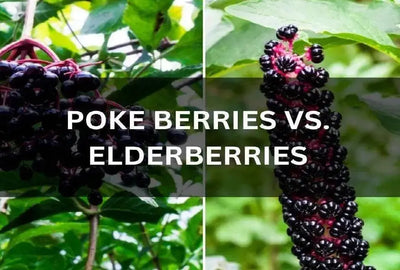 Distinguishing Pokeweed Berries and Elder Fruits