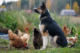 Can Dogs and Chickens Get Along?