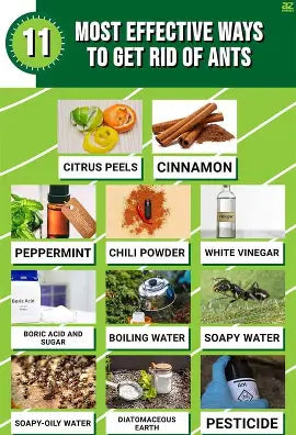 How to Eliminate Ants in One Hour Without Spending a Dime