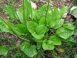 DO NOT KILL THIS WEED! IT’S ONE OF THE BEST HEALING HERBS ON THE PLANET (& IT’S PROBABLY GROWING NEAR YOU RIGHT NOW!)
