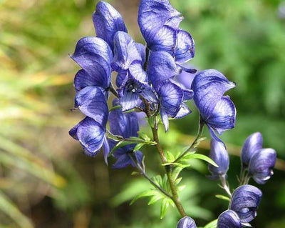 The Dual Nature of Aconite