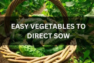 Easy Vegetables to Direct Sow in Your Garden