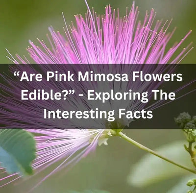 Can You Eat Pink Mimosa Flowers?