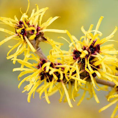 The Enduring Appeal of Witch Hazel Extract