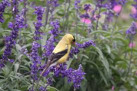 Essential Poultry Birds for Homestead Sustainability