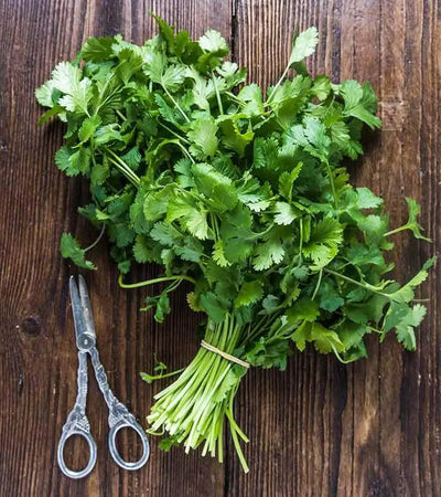 Exploring the Benefits and Flavors of Cilantro