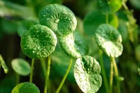 Exploring the Benefits of Gotu Kola Leaf