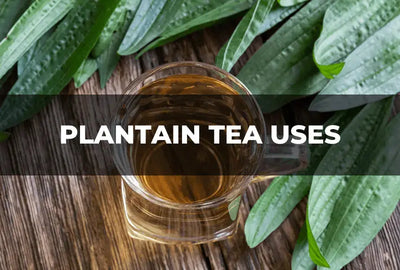 Exploring the Benefits of Plantain Tea