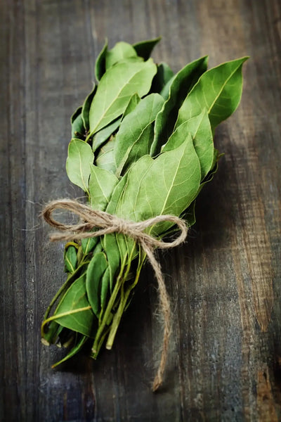 Exploring the Culinary and Medicinal Uses of Bay Leaves