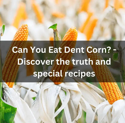 Exploring Dent Corn: Can You Eat Corn with Dents?