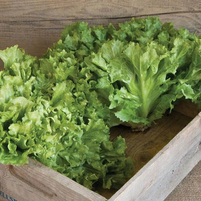 Exploring Escarole Lettuce