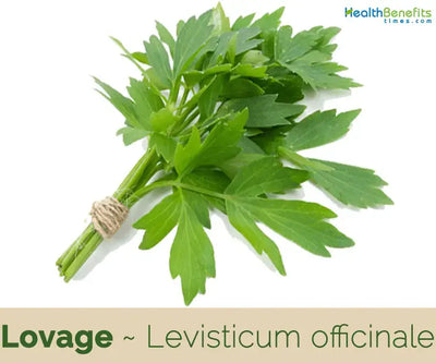 Exploring the Flavor and Uses of Lovage