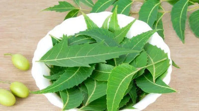 Exploring the Healing Powers of Neem