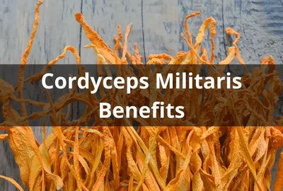 Exploring the Health Benefits of Cordyceps Militaris