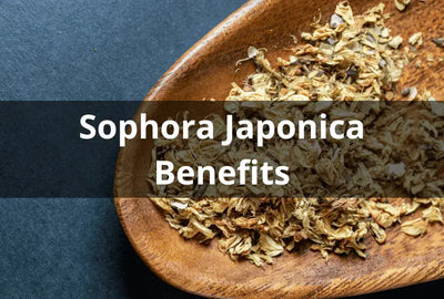 Exploring the Health Benefits of Sophora Japonica