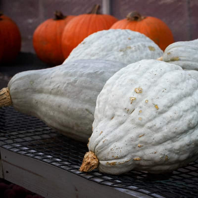 Exploring the Hubbard Squash