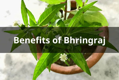 Exploring the Benefits of Bhringraj: A Traditional Ayurvedic Herb