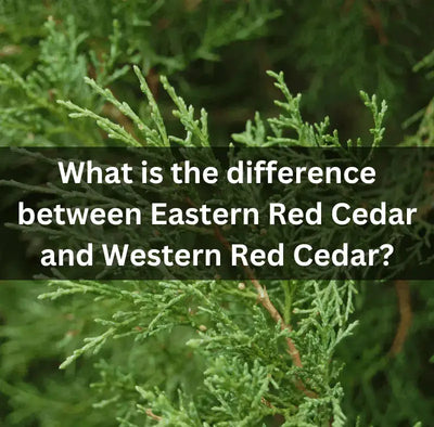 Exploring the Unique Qualities of Eastern Red Cedar