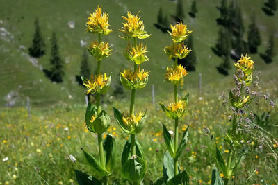 Exploring the World of Medicinal Plants