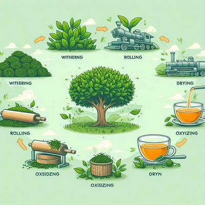 The Fascinating Process of Making Tea